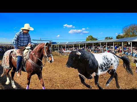 ¡¡LOS 15 MEJORES TOROS BRAVOS BUSCA CABALLOS!! JARIPEO EN LA MANZA MICHOACAN 26 DICIEMBRE 2025