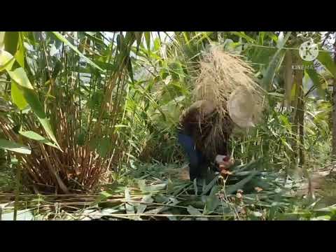 BABAENG MAGSASAKA= how to harvest tiger grass properly (part 2)
