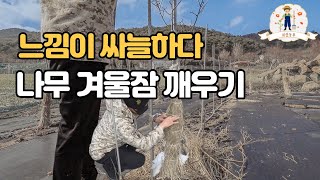 정원수 봄에 살아날까? 겨울이 지나고 꽃 피는 봄이 오길 