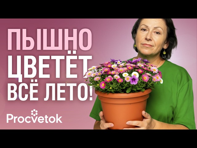 НИКТО НЕ СЕЕТ ЭТОТ ЦВЕТОК, А ЗРЯ! Цветет с марта до заморозков, неприхотливый, а еще целебный