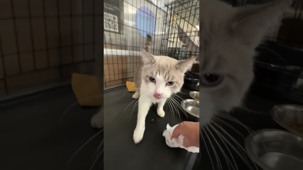 Enlarge Nikolai, a Adoptable mixed breed in Hemet, CA video 5/5