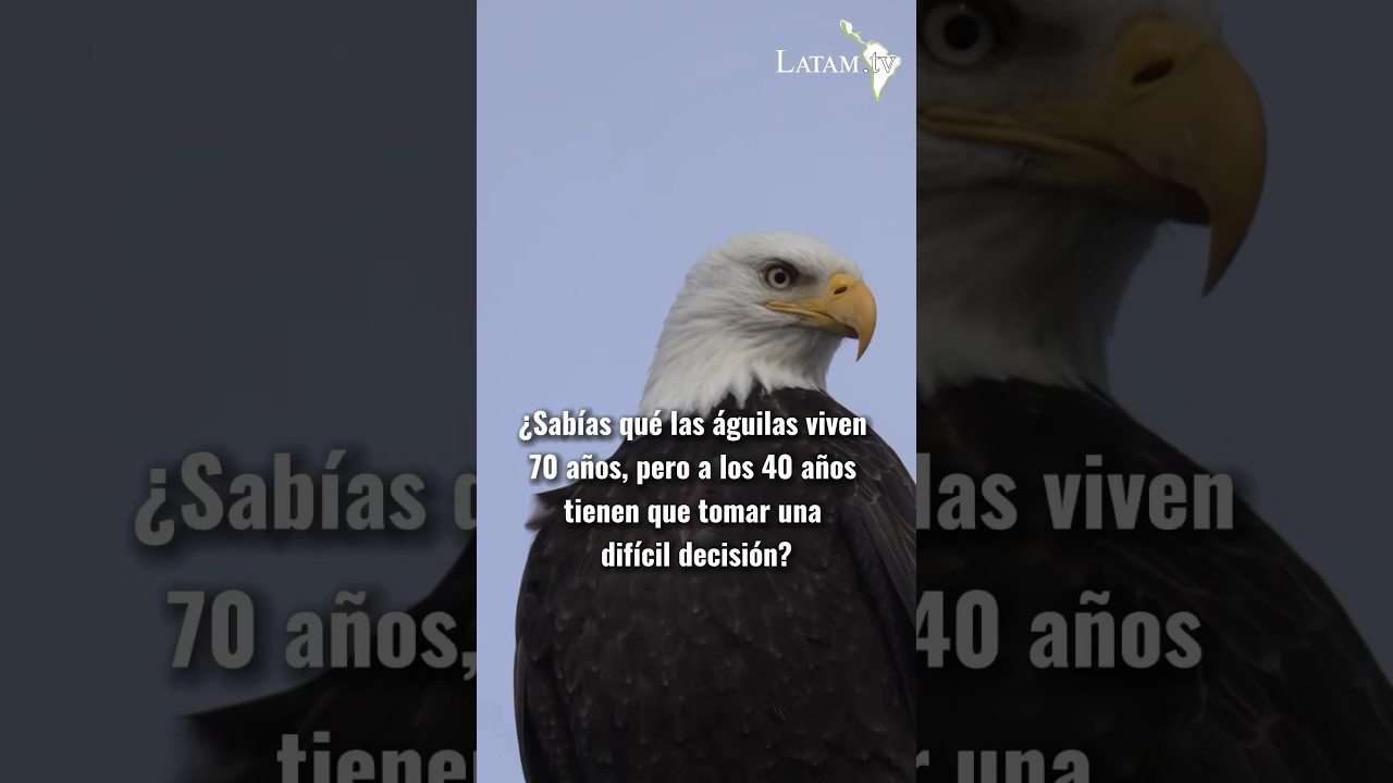 La difícil decisión de las Águilas 🦅 #aguilas #animales #datoscuriosos