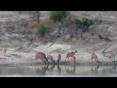 Djuma: Kudus and Impalas - 14:20 - 08/22/20