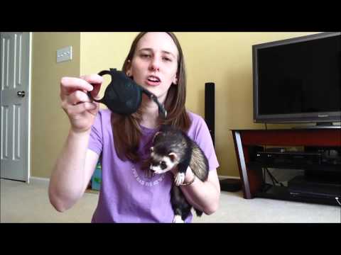 YouTube video about: How to train a ferret to walk on a leash?