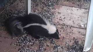 preview picture of video 'Roger's Juvenile Porch Skunk,....LOL, in Danforth, Maine'