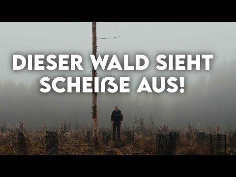 Der wahre Grund warum unsere Wälder so kaputt sind - Forst erklärt