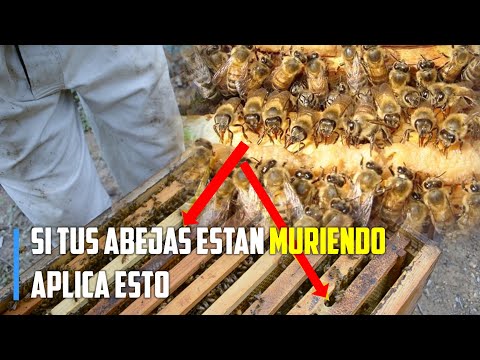 , title : 'El mejor Alimento para una Colonia DEBIL  | #apicultura'
