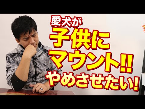 うちの犬が子供を噛みたいのですが、どうすればいいでしょうか?