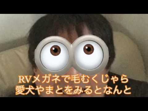 会計学科 愛犬やまとけが！木村勝則滋賀県高島市！