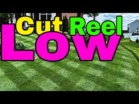 Kentucky Blue Grass (KBG) Cutting Reel Low In Minnesota