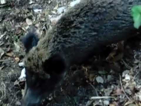 Incontro ravvicinato tra volpe e cinghiale nei boschi del Sacro Monte