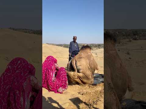 Queen of Thar Desert & Her Camel#Shorts