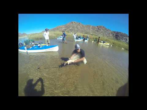 Orange river gold - Fly fishing for yellow fish