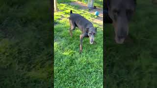 Video preview image #1 Doberman Pinscher Puppy For Sale in Buffalo, MN, USA