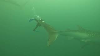 David Whale Shark Rodeo