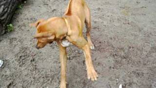 Illegal dogfight ! Jack Russel - Terrier vs. Rhodesian Ridgeback