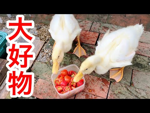 ランナーアヒル:飼育と世話のヒント 自然と動物