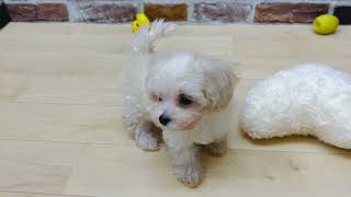 ハーフ犬の動画01