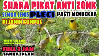 Download lagu SUARA PIKAT BURUNG PLECI PALING AMPUH || suara pleci ribut mp3 Download lagu SUARA PIKAT BURUNG PLECI PALING AMPUH || suara pleci ribut mp3