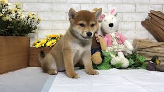 Video preview image #1 Shiba Inu Puppy For Sale in SACRAMENTO, CA, USA