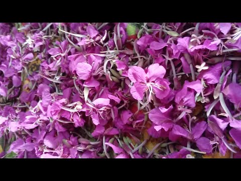 Цветы Иван-чая: заготовка - мифы и реальность