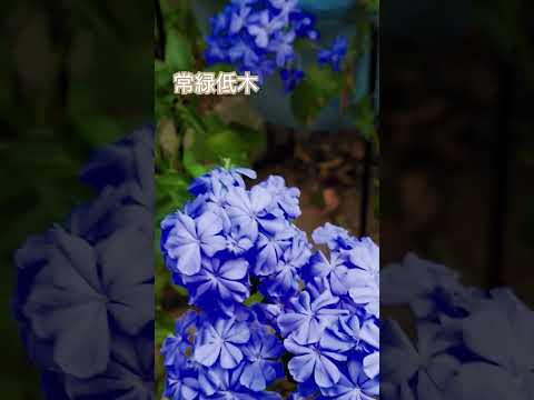 四季折々の低木、あなたにぴったりなのはどれ？成長が早く、一年中開花するもの！  庭園