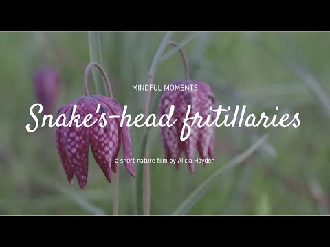 Snake's-head fritillaries - a nature mindfulness film