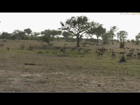 Pt 2  Safari Live's Sunrise Safari Drive at 8:00 AM on June 16, 2017