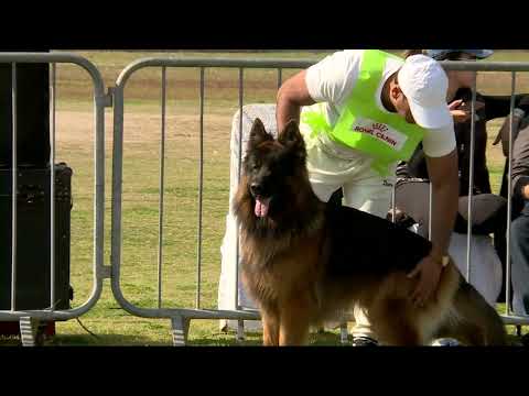GSDCP 2026, German Shepherd Dog Club Pakistan, Siger Show 2026, GSD Siger Show Lahore, Dog Show 