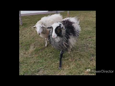 Valse triste - Margaretha Christina de Jong