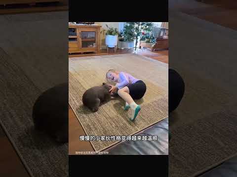 一直不明生物晕倒在路边，好心女子发现育儿袋里还有宝宝 #人与动物和谐相处 #人与动物和谐相处 #animals #人類迷惑行為 #人類迷惑行為 #科普