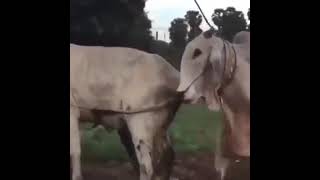 Animal Mating Compilation 😂 🙉🆕 #animalmating #mating #wildlife