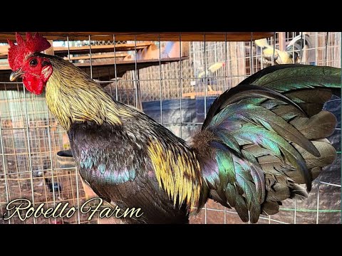 Greys Dom Jap mcrae - ROBELLO FARM