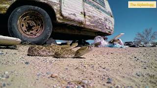 A CIDADE MAIS QUENTE DO MUNDO TEM MORADORES: DARWIN, CA