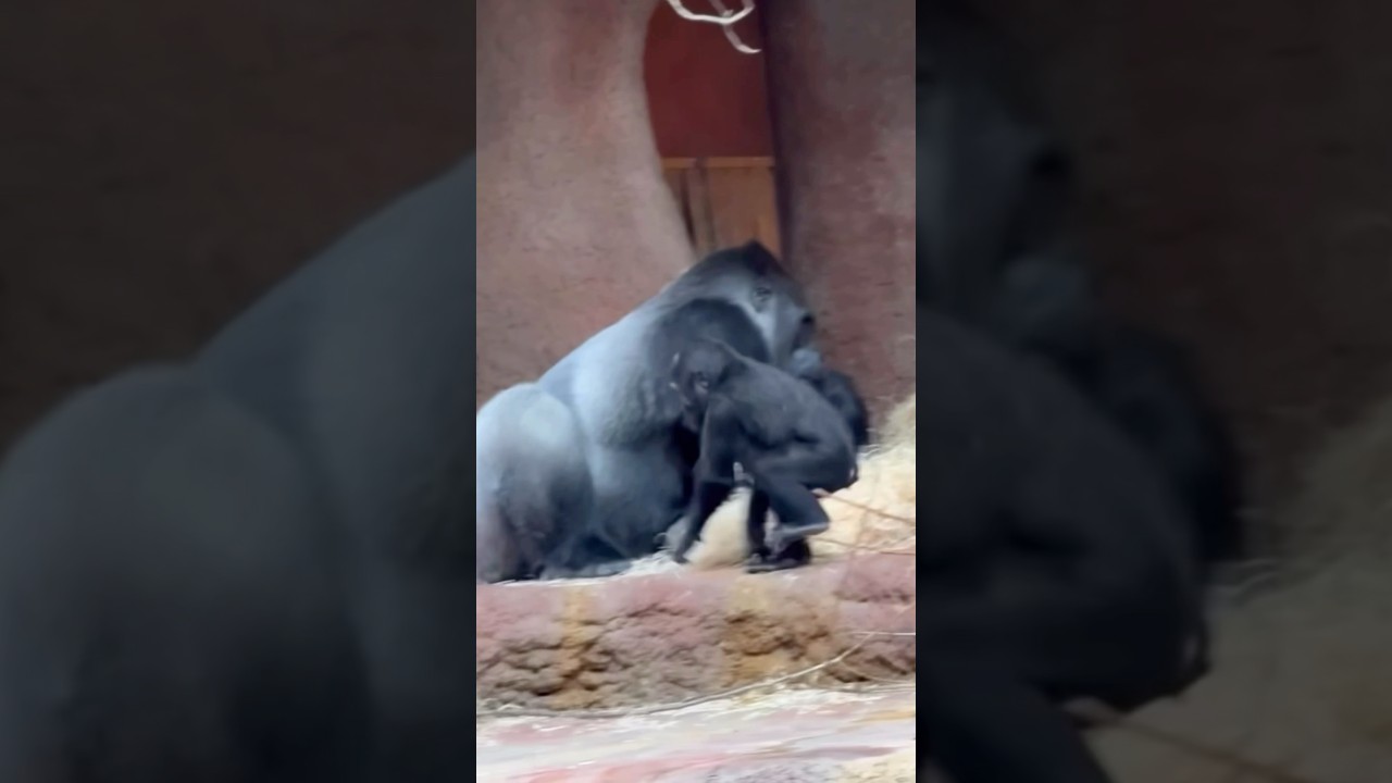 【そないするのか？】#ゴリラ #gorilla #動物園 #動物 #親子 #smap #転職 #shorts #comedy #ぐるぐる