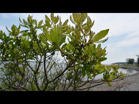 Myrica (Morella) pensylvanica, the northern bayberry