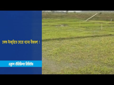 কোল্ড ইনজুরিতে বোরো ধানের বীজতলা !