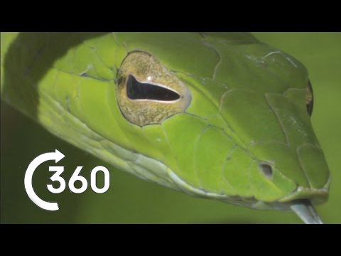 Planet Earth II - Costa Rican Jungle 360°