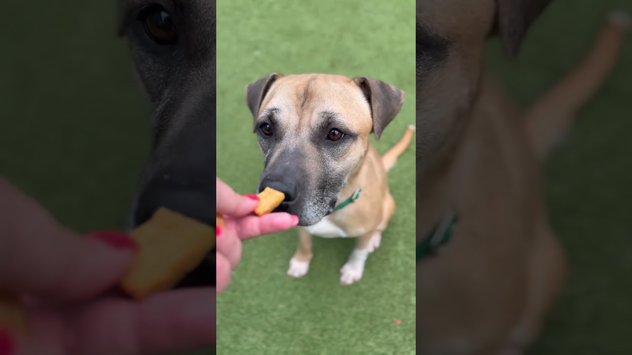 Stacks, a Adoptable Mixed Breed in Greensboro, NC video 6/6