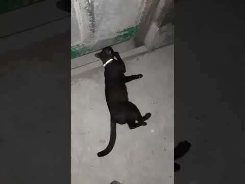 Kalu babu wants to go out#funny Cat video#black cat video#funny cat#