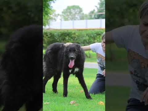 Video di BIRBO