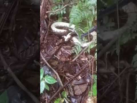 Thanatosis in Bothrops asper