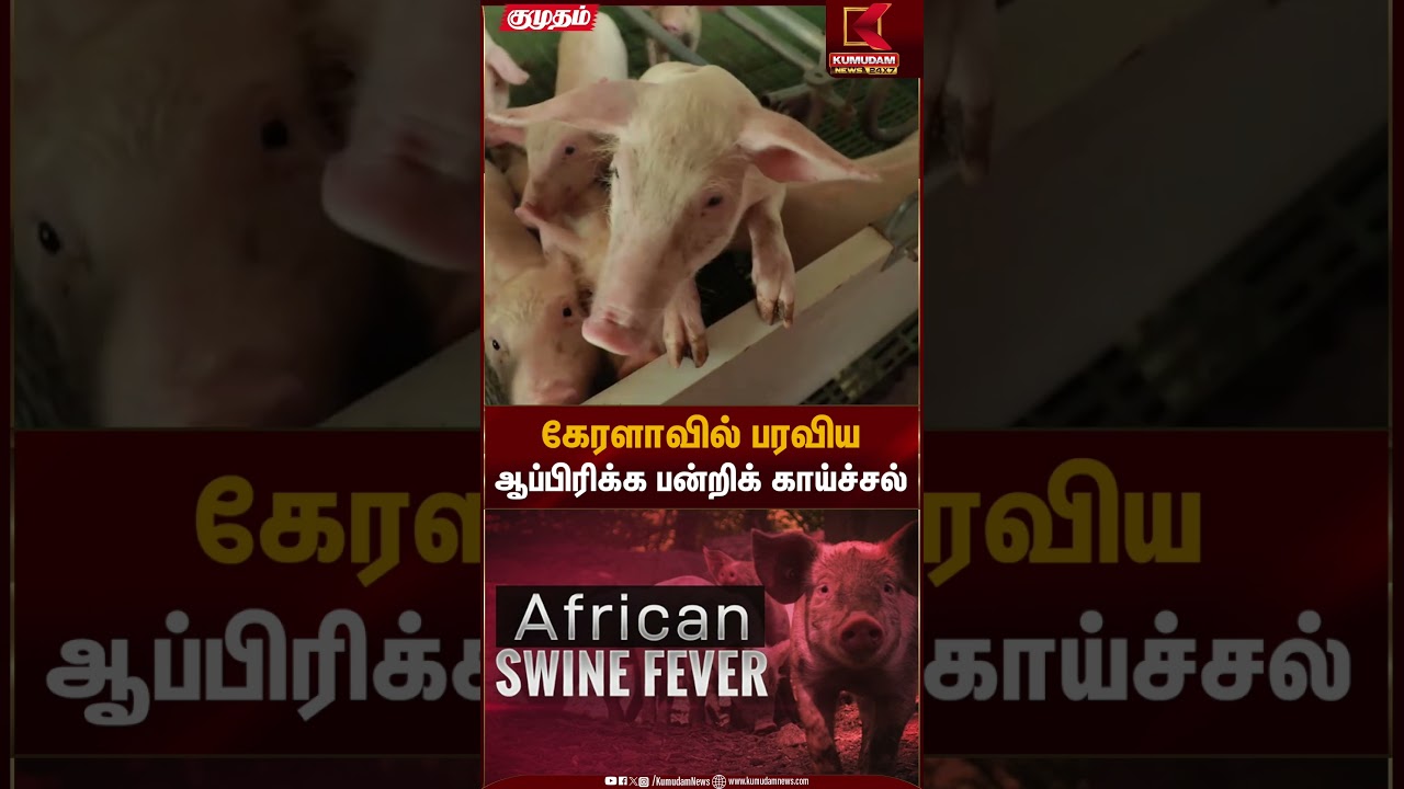 கேரளாவில் பரவியஆப்பிரிக்க பன்றிக் காய்ச்சல் | Kumudam News