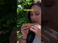 Loquats! #agriculture #farm #fruit #loquat #upick