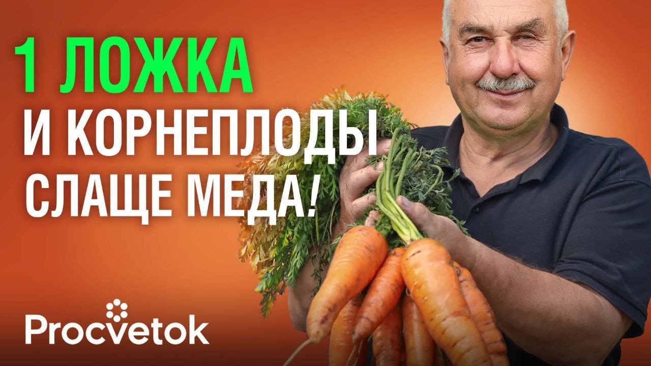 МОРКОВЬ И СВЕКЛА ВЫРАСТУТ КРУПНЫМИ И СЛАДКИМИ после такой подкормки в июле