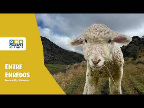 Comarcas de la Niebla 🌫️ | Concepción Santander: Entre Enredos 🐑