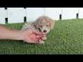 Bichpoo dogs for sale: Ike - Video 1