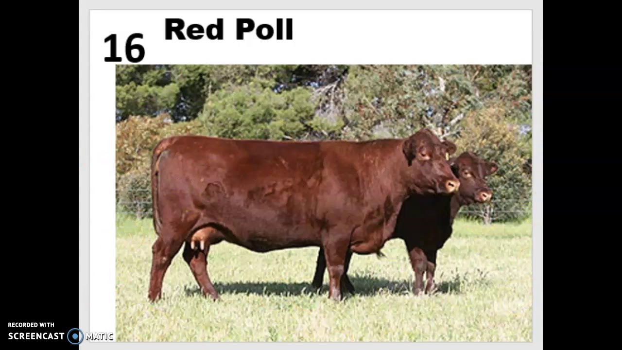 Beef Breeds 11-20