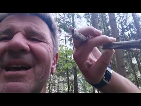 Kienspan auch im Fichtenwald ???