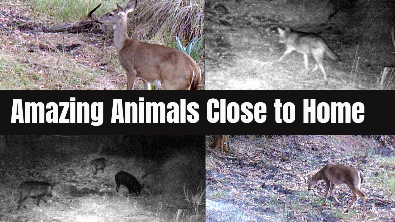 Swamp Trail Camera Pickup Close to Home